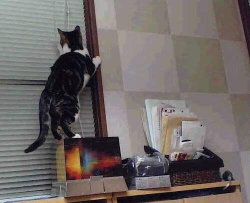 终场哨前，贝蒂斯王权球场的荆棘王冠，戈麦斯如何让巨人国米轰然跪倒