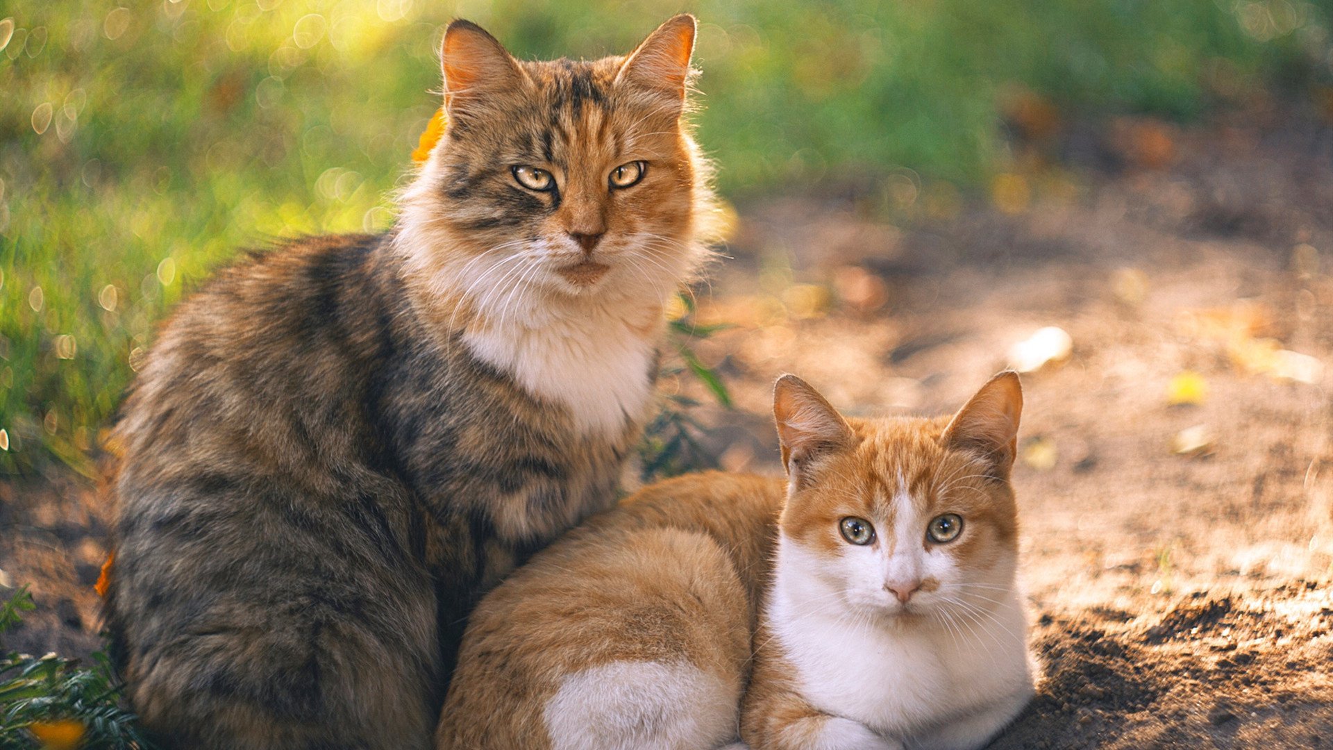 开云体育登录-时空裂缝中的绿茵对决，当利物浦遇见塞内加尔，卡瓦哈尔的数据风暴