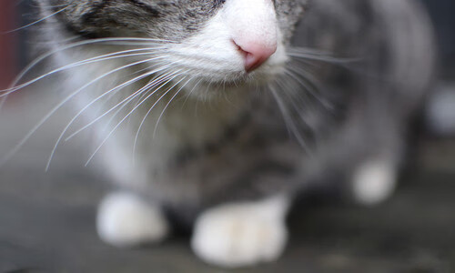 双线战场,亚平宁绿茵风暴与北美钢铁碰撞