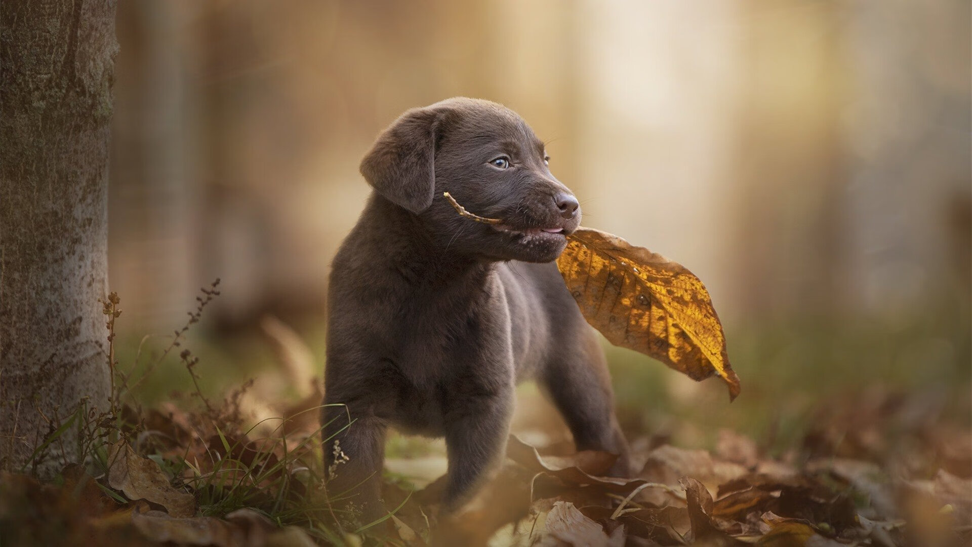 跨界接管,从奥运硬仗到英超争冠的巨星五分钟