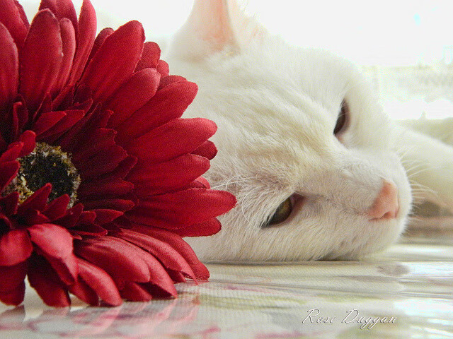 43-0!勇士窒息攻防绞杀辽宁,武切维奇末节19分定江山