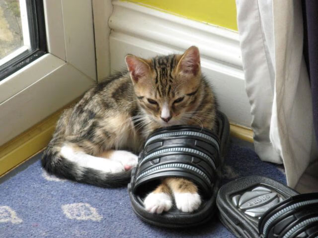 开云体育中国-跨联盟巅峰对决，文班亚马爆发领衔森林狼火力，全面压制浙江广厦队