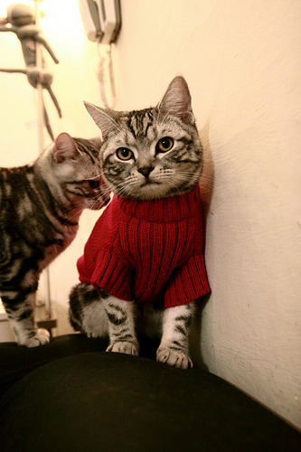 冠军基因!贝恩37+5+4统治攻防,森林狼啃下浙江迎三连胜