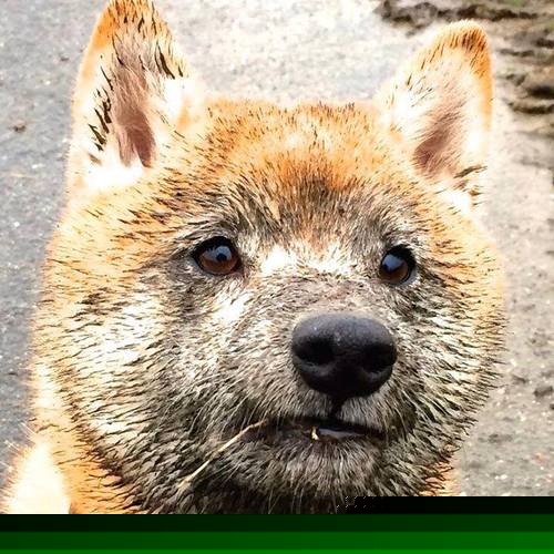 挑战不可能的壮举,火箭队加时险胜山西队,小贾伦轰下生涯新高