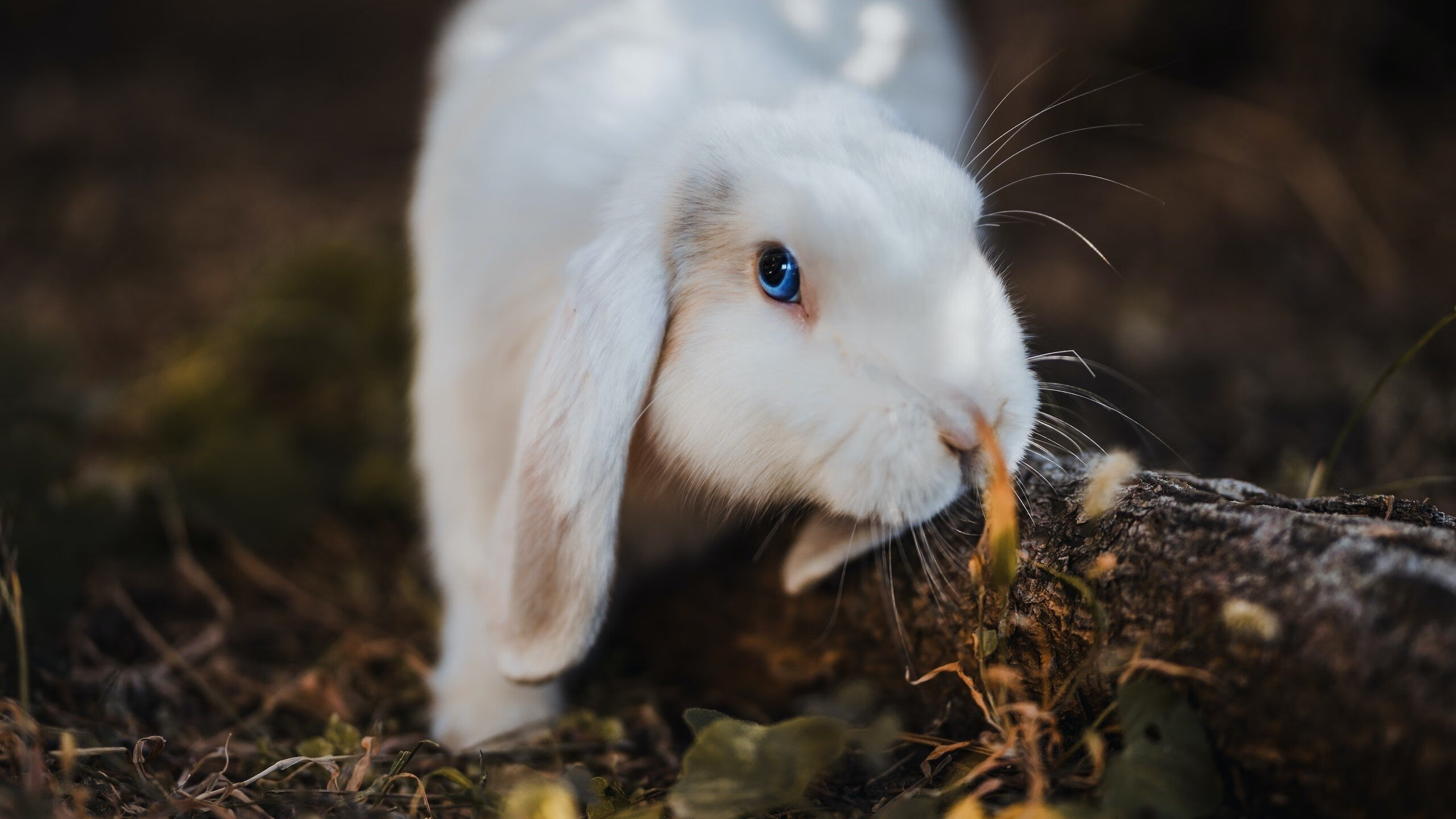 东北亚铁闸威震欧陆,凯尔特人公园捍卫尊严之战