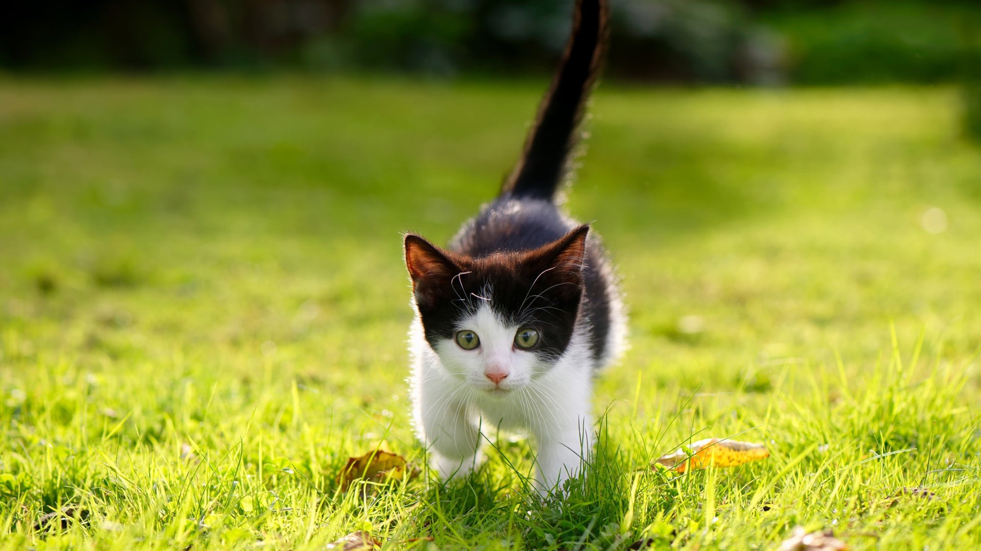 托尼一锤定音!智利风暴席卷亚平宁,那不勒斯凭南美利刃强势晋级