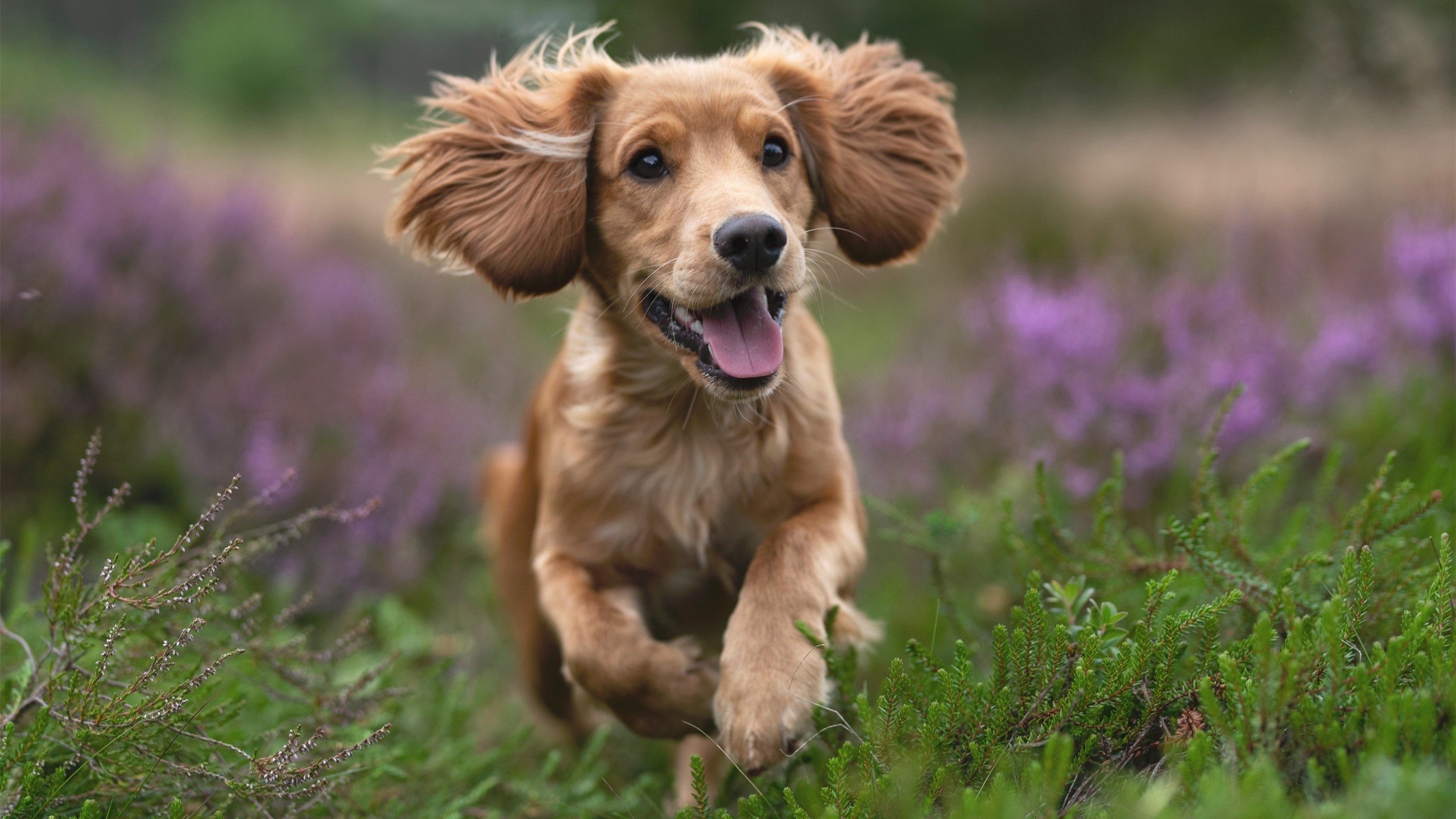 开云体育官网-门将的舞步，奥纳纳如何用双手与双脚，在都柏林奏响非洲狂想曲？