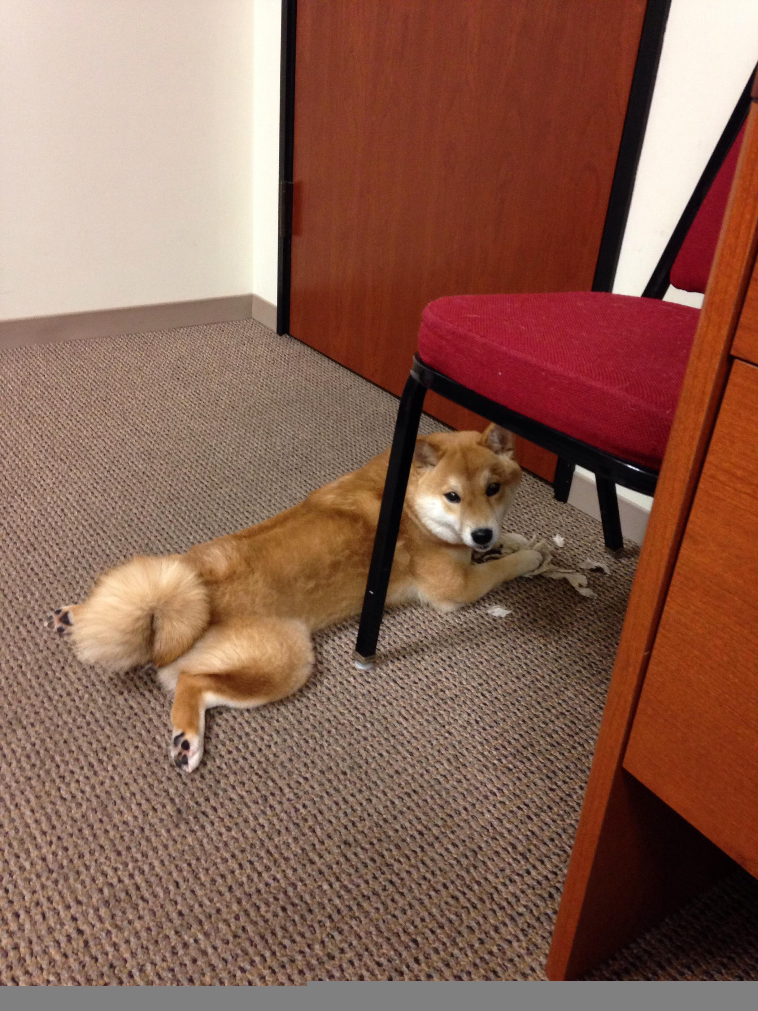 当锡安撞碎平行时空，篮网三巨头与独行侠的决战真相