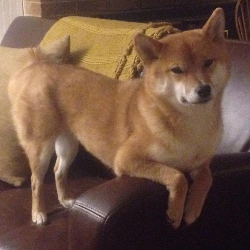 开云体育中国-跨界王冠，NBA总决赛之夜与贝林厄姆的双重统治